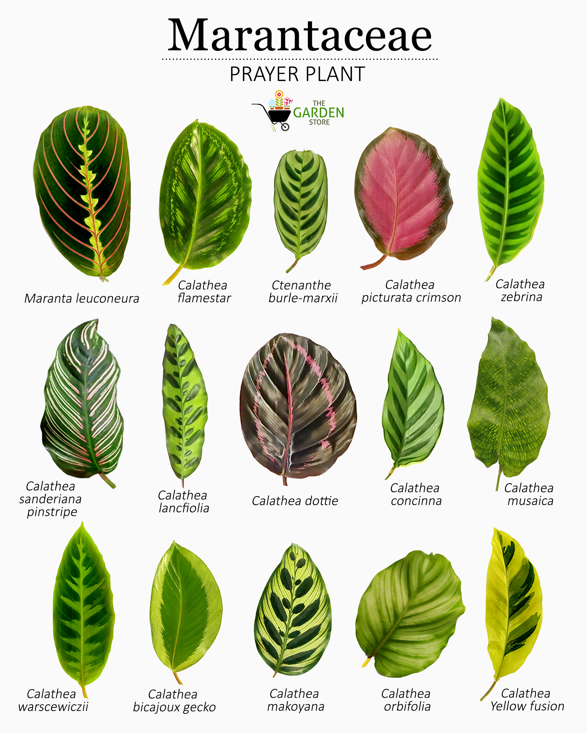 different types of Marantaceae prayer plant family